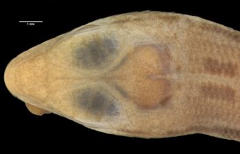 Media type: image;   Herpetology R-39246